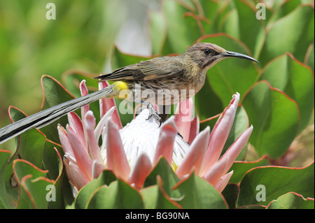 Cape Sugarbird mâle se nourrissant dans King Protea Flower Banque D'Images