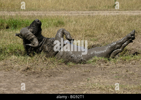 Buffle se vautrer dans la boue, Masai Mara, Kenya Banque D'Images