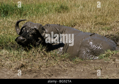 Buffle se vautrer dans la boue, Masai Mara, Kenya Banque D'Images