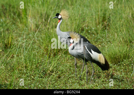 Gray (Gris) grues couronnées, Masai Mara, Kenya Banque D'Images