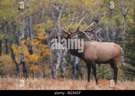 Le wapiti, Wapiti (Cervus elaphus), bull brames, Jasper National Park, Alberta, Canada Banque D'Images