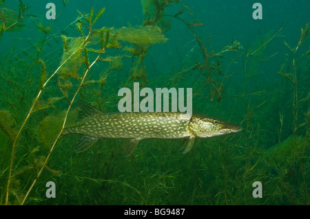 Le grand brochet sous l'eau dans le Saint-Laurent Banque D'Images