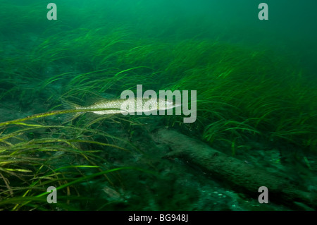 Le grand brochet sous l'eau dans le Saint-Laurent Banque D'Images