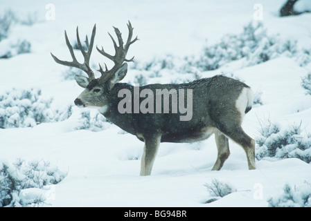 Le Cerf mulet, le cerf à queue noire (Odocoileus hemionus), Trophy buck dans la neige, Colorado, USA Banque D'Images