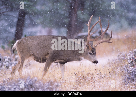 Le Cerf mulet, le cerf à queue noire (Odocoileus hemionus), buck dans la tempête de neige, Colorado, USA Banque D'Images