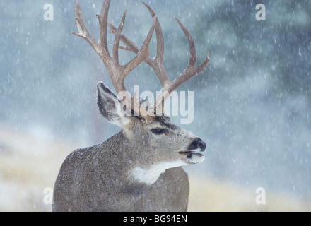 Le Cerf mulet, le cerf à queue noire (Odocoileus hemionus), buck dans la tempête de neige, Colorado, USA Banque D'Images