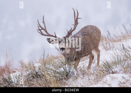 Le Cerf mulet, le cerf à queue noire (Odocoileus hemionus), buck dans la tempête de neige, Colorado, USA Banque D'Images