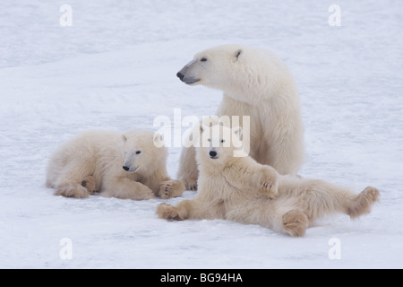 L'ours polaire (Ursus maritimus), mère d'oursons, Churchill, Manitoba, Canada Banque D'Images