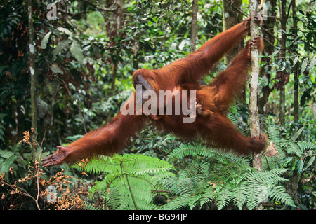 L'orang-outan de Sumatra (Pongo abelii), la mère avec les jeunes, parc national de Gunung Leuser, Sumatra, Indonésie, Asie Banque D'Images