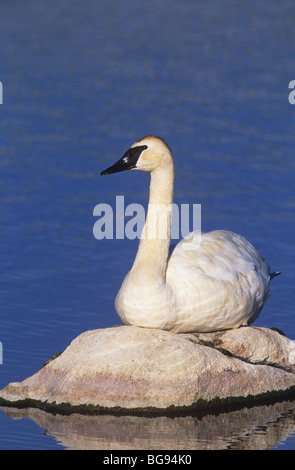 Cygne trompette (Cygnus buccinator), adulte, au repos le Parc National de Yellowstone, Wyoming, USA Banque D'Images