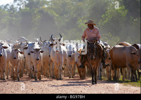 Cowboys sur transport de bétail, Pantanal, POCONE, Mato Grosso, Brésil, Amérique du Sud Banque D'Images