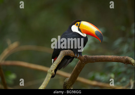 Toucan toco Ramphastos toco, oiseaux, Parc, Foz do Iguaçu, Brésil, Amérique du Sud Banque D'Images