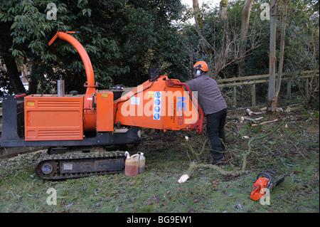 Tree Surgeon, arboriculteur, au travail avec machine à copeaux Banque D'Images