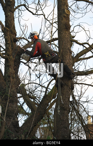 Tree Surgeon, arboriculteur, à l'aide d'une scie à chaîne, au travail dans un arbre Banque D'Images