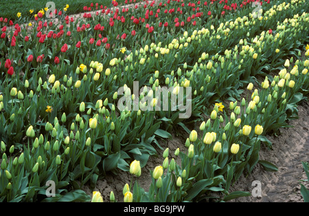 Tulip récolte au bouton floral, Lincolnshire Fenlands Banque D'Images