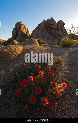 Indian Paintbrush à roches Jumbo, Joshua Tree National Park en Californie. Banque D'Images