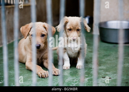 Deux chiots triste dans une cage à un centre de sauvegarde Banque D'Images