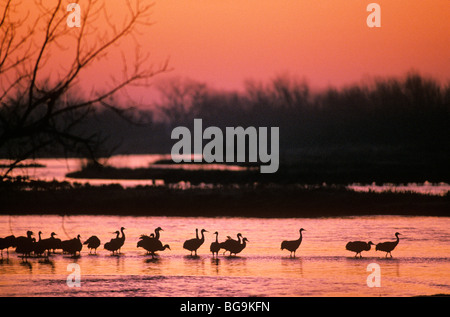 La grue au lever du soleil sur la rivière Platte, Rowe, sanctuaire près de Kearney, Nebraska, USA Banque D'Images