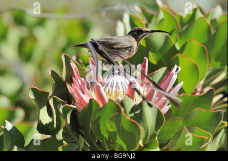 Cape Sugarbird mâle dans King Protea Flower Banque D'Images