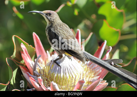 Cape Sugarbird mâle dans King Protea Flower Banque D'Images