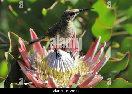 Cape Sugarbird mâle dans King Protea Flower Banque D'Images