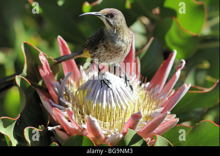 Cape Sugarbird mâle dans King Protea Flower Banque D'Images