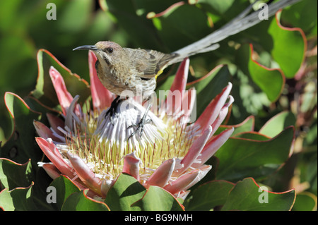 Cape Sugarbird mâle dans King Protea Flower Banque D'Images