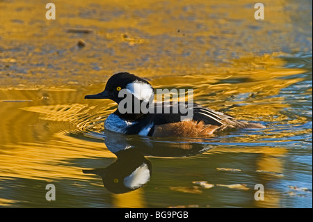 Un canard Bec-scie la baignade dans un étang aux couleurs chaudes de l'eau Banque D'Images