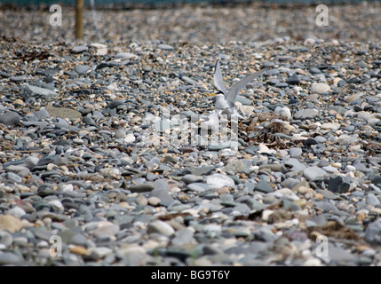 Sterne naine (Sternula albifrons), comté de Wicklow, Irlande Banque D'Images