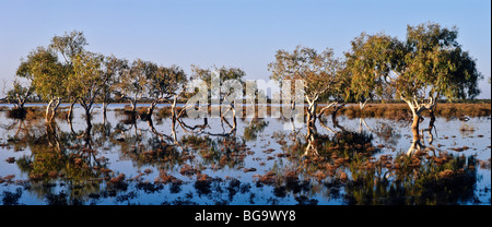 Arbres de gomme sur la plaine de saison, l'ouest de l'Australie Banque D'Images