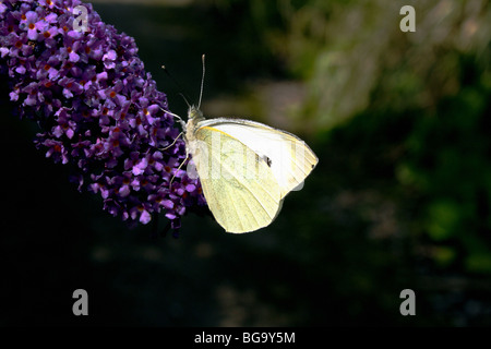 Petit papillon de la famille des Pieridae Pieris rapae macro sur buddleia Banque D'Images