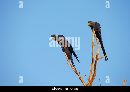 Anodorhynchus hyacinthinus HYACINTH MACAWS,, Pantanal, Mato Grosso, Brésil, Amérique du Sud Banque D'Images