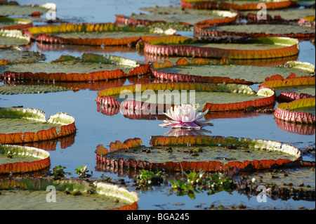 Nénuphar géant Victoria ou Water Lily, Victoria cruziana, PORTO JOFRE, Pantanal, Mato Grosso, Brésil, Amérique du Sud Banque D'Images