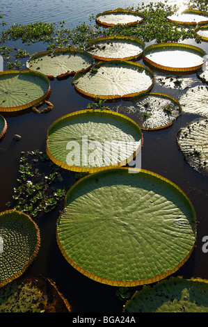 Nénuphar géant Victoria ou Water Lily, Victoria cruziana, PORTO JOFRE, Pantanal, Mato Grosso, Brésil, Amérique du Sud Banque D'Images
