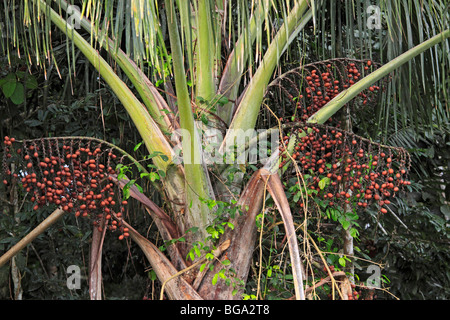 Mauritia palm, Réserve nationale de Tambopata, Amazonie, Pérou, Amérique du Sud Banque D'Images