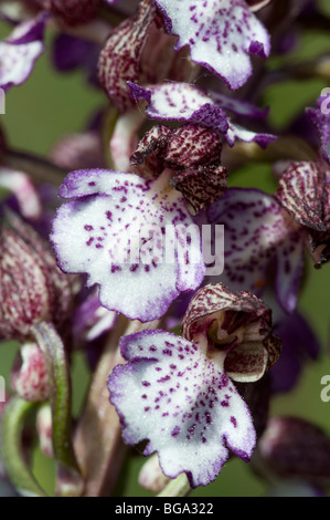 Lady Orchid (Orchis purpurea), détail de fleurs Banque D'Images