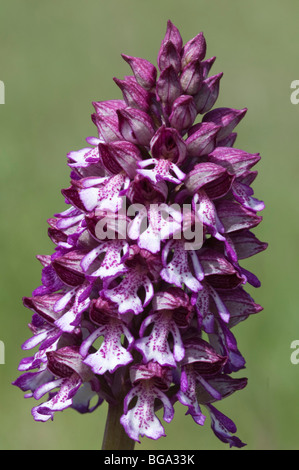 Lady Orchid (Orchis purpurea), fleur Banque D'Images