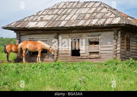 Les chevaux dans une maison abandonnée. En été, en Sibérie, beaucoup de moustiques. Les chevaux s'enfuir de se cacher dans les maisons abandonnées Banque D'Images