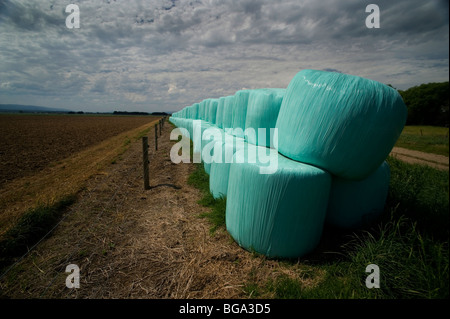 Balles d'ensilage alimentation des bovins dans les exploitations agricoles Banque D'Images