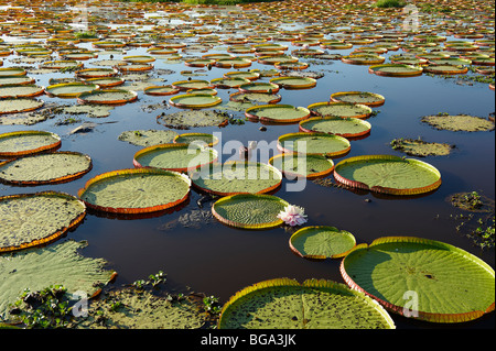 Nénuphar géant Victoria ou Water Lily, Victoria cruziana, PORTO JOFRE, Pantanal, Mato Grosso, Brésil, Amérique du Sud Banque D'Images