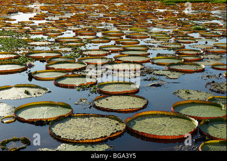 Nénuphar géant Victoria ou Water Lily, Victoria cruziana, PORTO JOFRE, Pantanal, Mato Grosso, Brésil, Amérique du Sud Banque D'Images