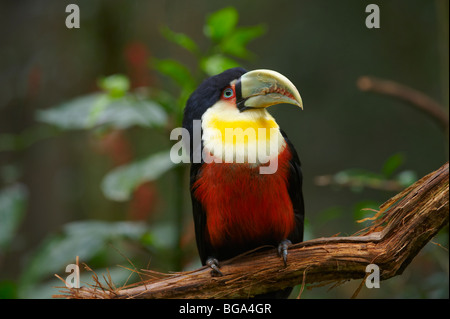 Toucan à ventre rouge, Ramphastos dicolorus, PARC DES OISEAUX, Foz do Iguacu, Brésil, Amérique du Sud Banque D'Images