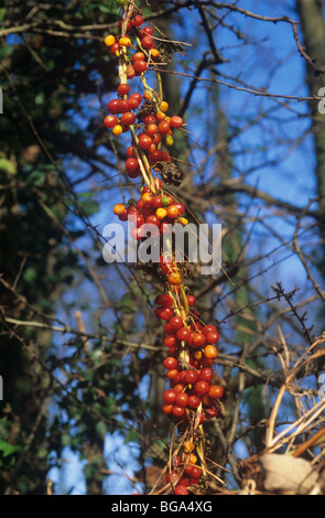 Bryony Tamus communis) noir mûrs fruits rouges toxiques Banque D'Images