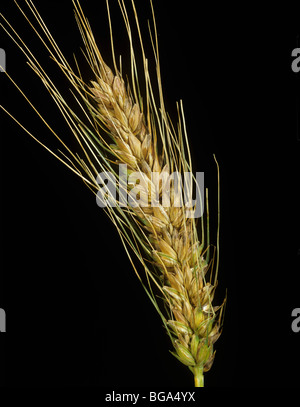 Lésions de la tache de glume (Phaeosphaeria nodorum) sur les oreilles du blé barbu (oulé) Banque D'Images