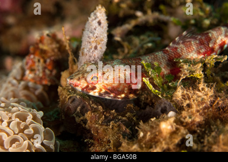 Reef Lizardfish (Synodus variegatus), le Détroit de Lembeh, au nord de Sulawesi, Indonésie Banque D'Images