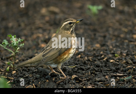 Redwing sur le sol Banque D'Images