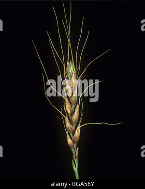 Lésions de la tache de glume (Phaeosphaeria nodorum) sur les oreilles du blé barbu (oulé) Banque D'Images