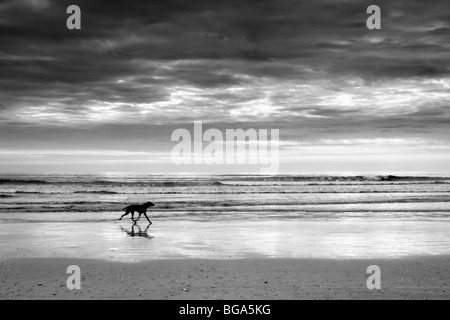 Image en noir et blanc de Pembrey sands, Pays de Galles avec chien qui court sur la plage qui se profile en premier plan Banque D'Images