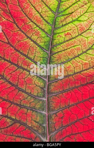 Feuille d'idées colorées, détail, Poinsettia Euphorbia pulcherrima, Noël populaires de plante. Banque D'Images