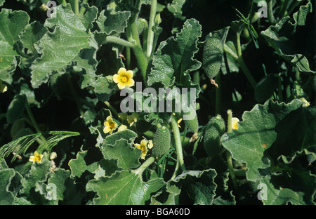 Squirting cucumber (Echballium elaterium) Fleurs et fruits, Majorque Banque D'Images